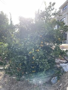 图片[4]-上海鸿境装饰-艺术1951陆菲2022.10.18-现代学徒制-运行管理系统