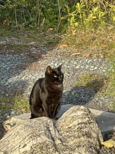 图片[2]-麦乐迪-艺术2052陆敏一 2022/12/13-现代学徒制-运行管理系统