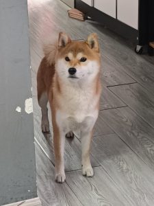 图片[2]-麦乐迪——艺术2052张婷2022.12.12-现代学徒制-运行管理系统