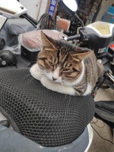 图片[2]-君麟文化——艺术2052张萍萍2022.12.15-现代学徒制-运行管理系统