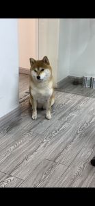 现代学徒制-运行管理系统-麦点传媒-艺术2052顾梦婷-4月11日