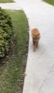 图片[2]-红火装饰-艺术1951-苏欣怡-2023/10/23-现代学徒制-运行管理系统