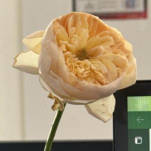 图片[3]-红火装饰-艺术1951-苏欣怡-2023/10/18-现代学徒制-运行管理系统