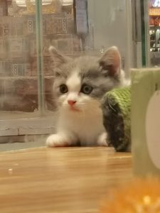 图片[4]-沐泽—艺术1951任阳阳 2023.10.19-现代学徒制-运行管理系统