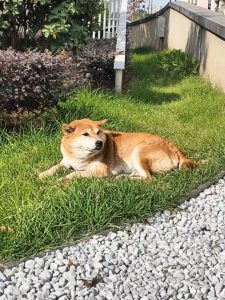 图片[3]-东沃装饰 艺术2051邵文惠 2023.11.29-现代学徒制-运行管理系统