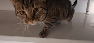 图片[3]-艺术2052 张萍萍（椿芽手作）2023.12.16-现代学徒制-运行管理系统