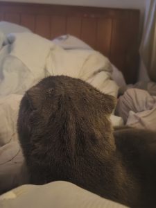 艺术2052彭沛雯(非凡广告)2023.12.27-现代学徒制-运行管理系统