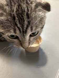 图片[1]-东沃装饰 艺术2051 姜静静 2023.12.15-现代学徒制-运行管理系统