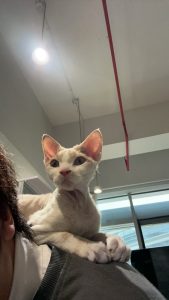 艺术2052陆敏一（梦城文化）2023.12.15-现代学徒制-运行管理系统