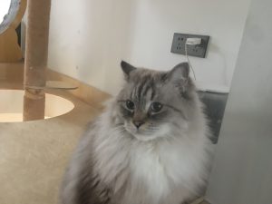 艺术2151——丁莹——带走软装——2023.12.19-现代学徒制-运行管理系统