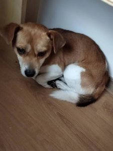 图片[6]-艺术2052 张萍萍（椿芽手作）2023.12.14-现代学徒制-运行管理系统