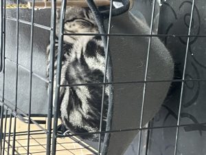 图片[3]-艺术2152吕晓慧（奇谋设计）1.2-现代学徒制-运行管理系统