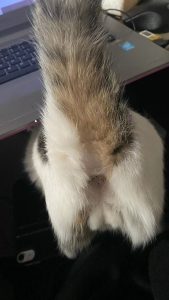 图片[5]-艺术2152俞霞君梦城文化2024.01.02-现代学徒制-运行管理系统