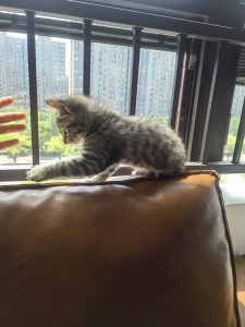 图片[5]-椿芽手作——艺术2052倪海怡2024.5.13-现代学徒制-运行管理系统