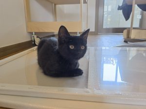 现代学徒制-运行管理系统-椿芽手作——艺术2052倪海怡2024.5.16