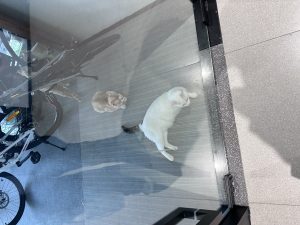 图片[1]-艺术2052陆敏一 梦城文化 2024.5.13-现代学徒制-运行管理系统