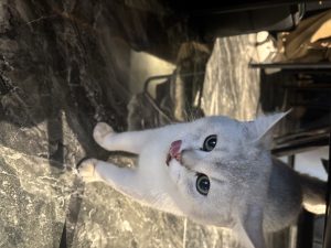 现代学徒制-运行管理系统-艺术2152吕悦(百子莲)2024.12.11