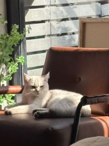 现代学徒制-运行管理系统-艺术2152吕悦(百子莲)12.14