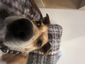 图片[2]-艺术2152高伊甸 椿芽手作12.15-现代学徒制-运行管理系统