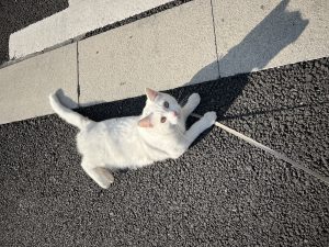 现代学徒制-运行管理系统-艺术2152高伊甸 椿芽手作12.20