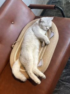 现代学徒制-运行管理系统-艺术2152吕悦(百子莲)12.17