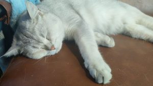 艺术2251 王乐 百子莲婚庆实训 5.7-现代学徒制-运行管理系统