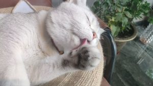 现代学徒制-运行管理系统-艺术2251 王乐 百子莲婚庆实训 5.14