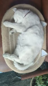 艺术2251 王乐 百子莲婚庆实训 5.11-现代学徒制-运行管理系统