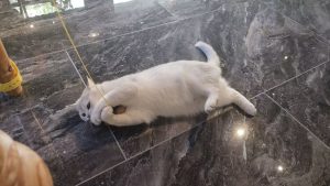 艺术2251 王乐 百子莲婚庆实训 5.13-现代学徒制-运行管理系统