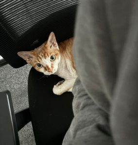 图片[2]-艺术2251尤佳林 苏州梦城文化传媒2025.5.8-现代学徒制-运行管理系统