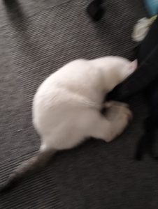 艺术2251 陈苏南 苏州梦城文化传媒有限公司 2025.5.16五-现代学徒制-运行管理系统