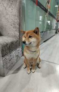 图片[3]-艺术2251 罗欢 卓彤影视 2025.05.10-现代学徒制-运行管理系统