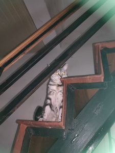 现代学徒制-运行管理系统-艺术2252 李薇 奇谋设计 2025.05.06