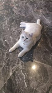 现代学徒制-运行管理系统-艺术2251 王乐 百子莲婚庆实训 5.15