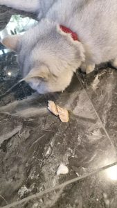 艺术2251 王乐 百子莲婚庆实训 5.9-现代学徒制-运行管理系统