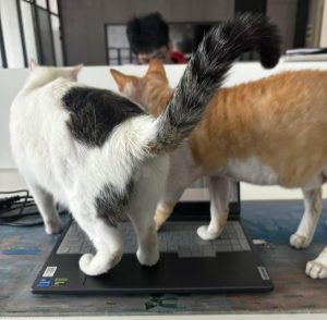 图片[2]-艺术2251尤佳林 苏州梦城文化传媒2025.5.12-现代学徒制-运行管理系统