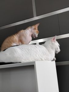 现代学徒制-运行管理系统-艺术2251 陈苏南 苏州梦城文化传媒有限公司 2025.05.15四