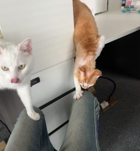 艺术2251尤佳林 苏州梦城文化传媒2025.5.6-现代学徒制-运行管理系统