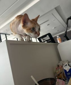 艺术2251尤佳林 苏州梦城文化传媒2025.5.15-现代学徒制-运行管理系统