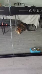 图片[2]-艺术2152严婷婷 卓彤影视 2025年5月20日-现代学徒制-运行管理系统