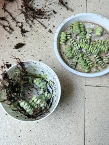 图片[2]-艺术2152严婷婷 卓彤影视 2025年5月26日-现代学徒制-运行管理系统