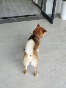 图片[3]-艺术2152严婷婷 卓彤影视 2025年5月26日-现代学徒制-运行管理系统