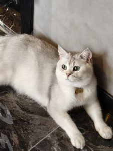 现代学徒制-运行管理系统-艺术2152 王栩晨 百子莲 6.6