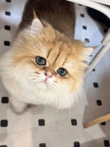 艺术2152吕悦（marry me）12.12-现代学徒制-运行管理系统