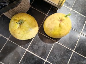 艺术2152陈婉秋 青核设计营造 2025.12.12-现代学徒制-运行管理系统