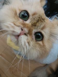 太仓Marry me 婚礼策划企业学徒日志-现代学徒制-运行管理系统