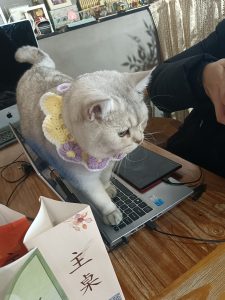 图片[2]-艺术2252戴诗雨百子莲婚庆学徒日志1.6-现代学徒制-运行管理系统