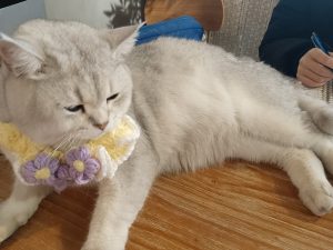 现代学徒制-运行管理系统-艺术2252戴诗雨百子莲实习1.8