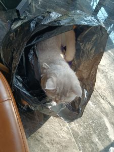 艺术2252戴诗雨百子莲实习1.10-现代学徒制-运行管理系统