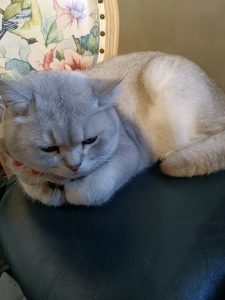 图片[2]-艺术2252戴诗雨百子莲实习1.9-现代学徒制-运行管理系统